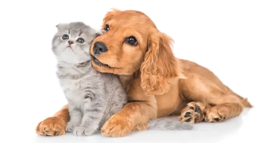 Adoption